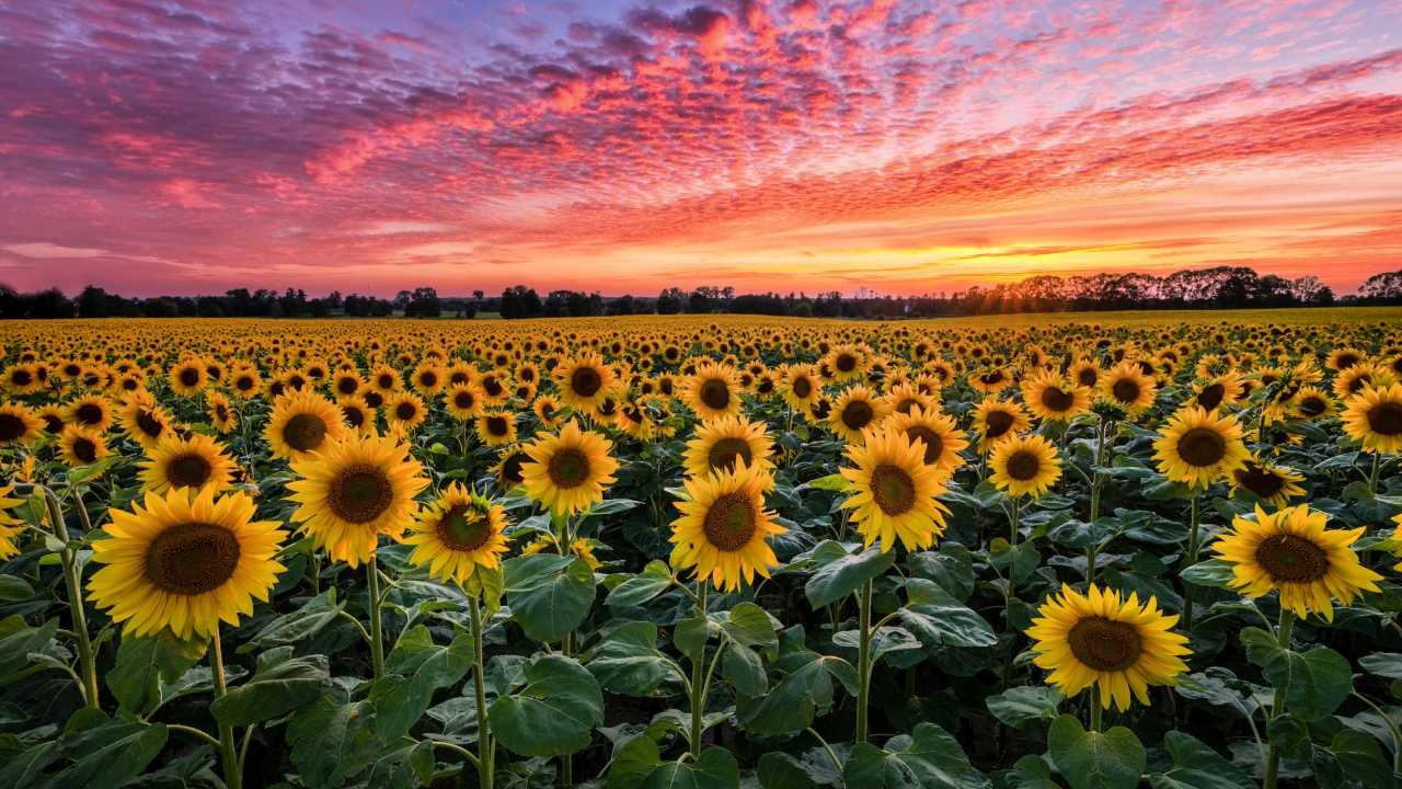 Por qué elegir Bou Botánica